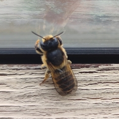 Megachile ericetorum