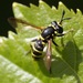 Western Wasp Fly - Photo (c) Andrew Meeds, some rights reserved (CC BY), uploaded by Andrew Meeds