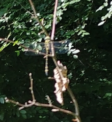 Cordulegaster boltonii