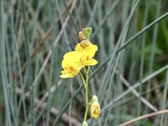 Spathoglottis pubescens