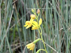 Spathoglottis pubescens