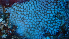 Montipora verrucosa