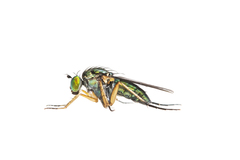 Poecilobothrus nobilitatus