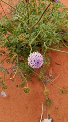 Trachymene glaucifolia