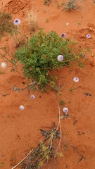 Trachymene glaucifolia