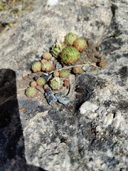 Sempervivum arachnoideum