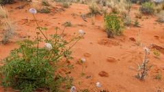 Trachymene glaucifolia