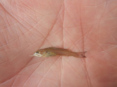 Ictalurus punctatus