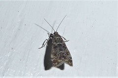 Eudonia philerga