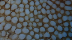 Montipora verrucosa