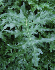 Acanthus spinosus