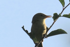 Hippolais polyglotta