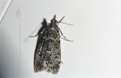 Eudonia philerga