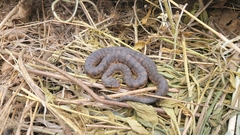 Gloydius ussuriensis