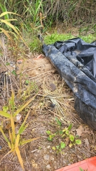 Gloydius ussuriensis