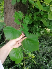 Tilia platyphyllos