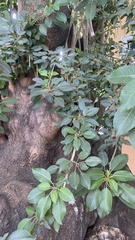 Magnoliopsida