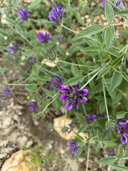 Bituminaria bituminosa