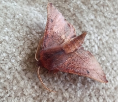 Drepanogynis villaria