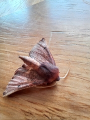 Drepanogynis villaria