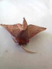 Drepanogynis villaria