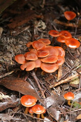 Cortinarius kula