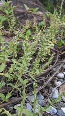 Centaurium japonicum