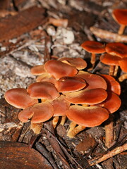 Cortinarius kula