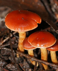 Cortinarius kula