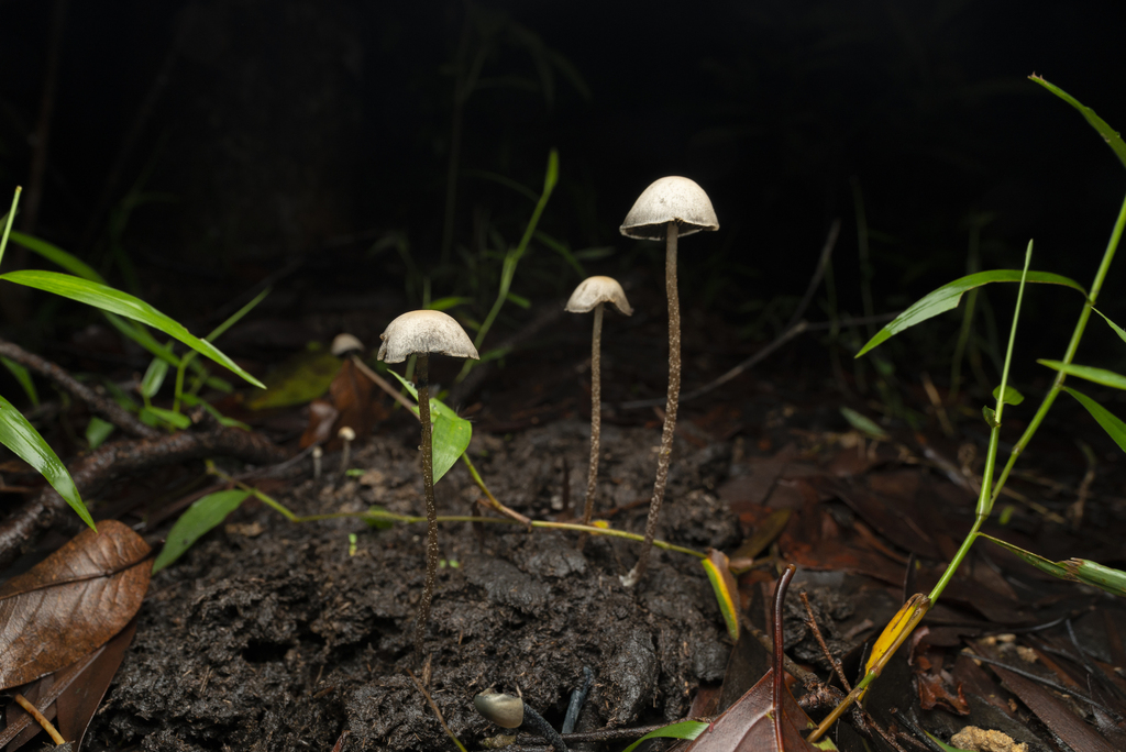 Panaeolus cyanescens · June 2022 · photo: © lawrencehylton (iNaturalist, cc-by)