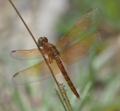 Neurothemis fluctuans