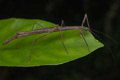 Planososibia truncata