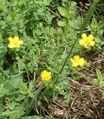 Sibbaldianthe bifurca