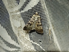 Chersotis multangula