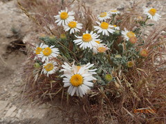 Townsendia florifera