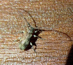 Exocentrus adspersus