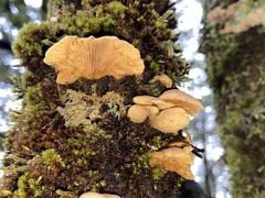 Crepidotus praecipuus