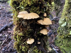 Crepidotus praecipuus