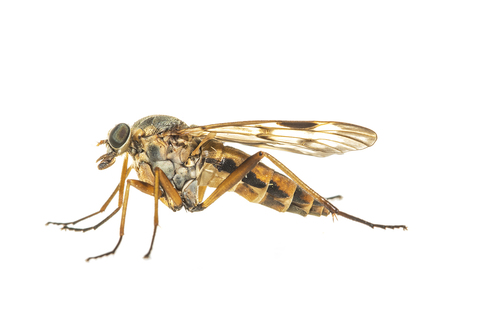 Downlooker Snipefly, 8421 Oldeberkoop, Nederland, photo 6 of 10