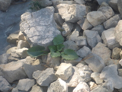 Campanula cochleariifolia