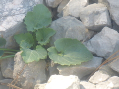 Campanula cochleariifolia