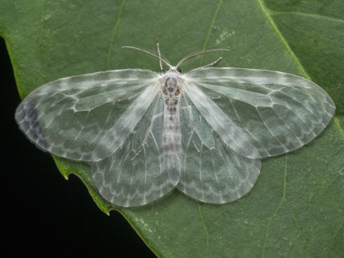 Deroca hyalina