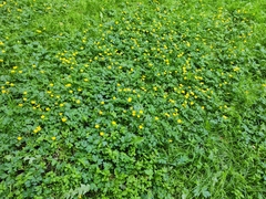 Ranunculus repens