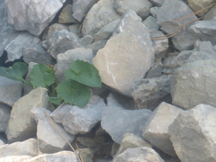 Campanula cochleariifolia