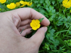 Ranunculus repens
