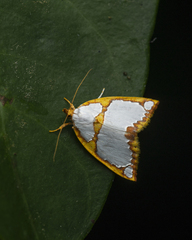 Titulcia confictella