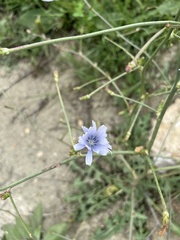 Cichorium intybus