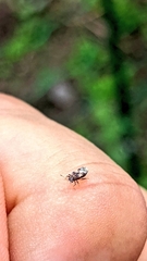 Chauliops fallax