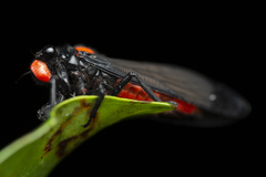 Huechys sanguinea