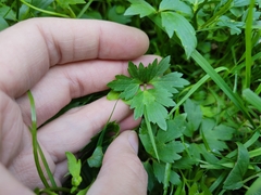 Ranunculus repens